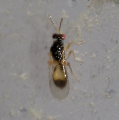 Euplectrus