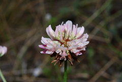 Trifolium hybridum hybridum