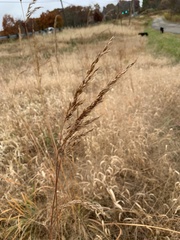 Sorghastrum