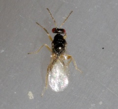 Euplectrus