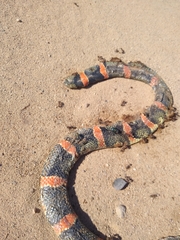 Rhinocheilus lecontei