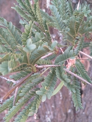 Vachellia robusta