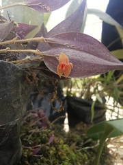 Lepanthes