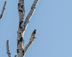 Emberiza citrinella × leucocephalos