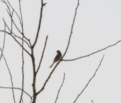 Emberiza citrinella × leucocephalos