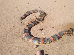 Rhinocheilus lecontei