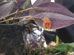 Lepanthes
