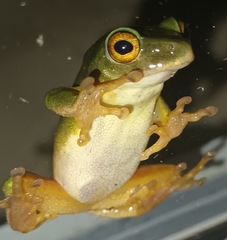 Hyperolius tuberilinguis