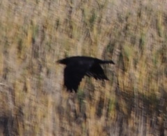 Corvus