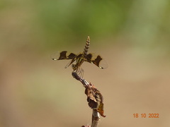 Palpopleura