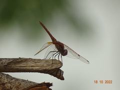 Trithemis