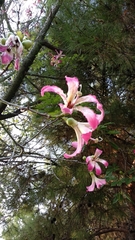 Ceiba speciosa