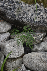 Conioselinum