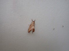 Drepana bilineata