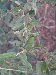 Buddleja saligna