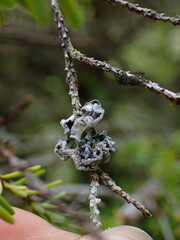 Erioderma sorediatum
