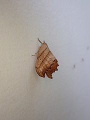 Drepana bilineata