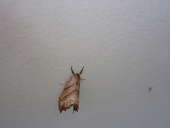 Drepana bilineata