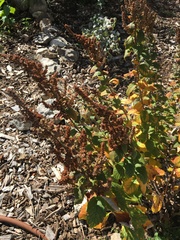 Spiraea alba