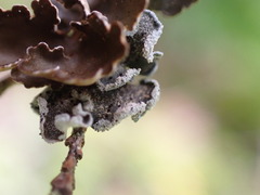 Erioderma sorediatum