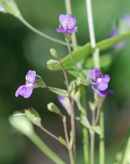 Collinsia parryi