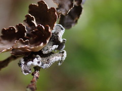 Erioderma sorediatum