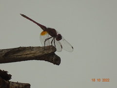 Trithemis