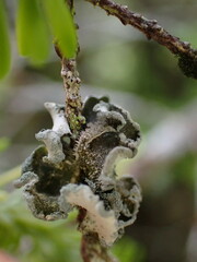Erioderma sorediatum