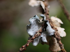 Erioderma sorediatum