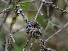 Erioderma sorediatum