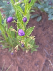 Rotheca hirsuta