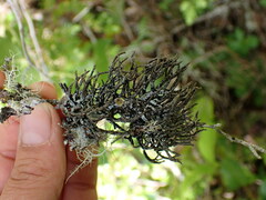 Hypogymnia imshaugii