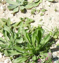 Plantago lagopus