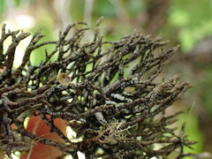 Hypogymnia imshaugii