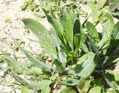 Anchusa azurea