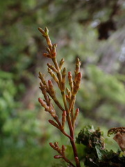 Arceuthobium campylopodum