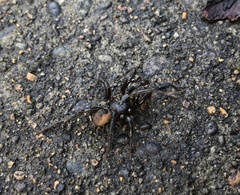 Antrodiaetus pacificus