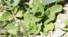 Verbascum pulverulentum