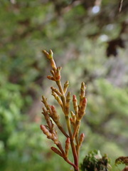 Arceuthobium campylopodum