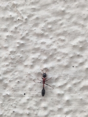 Tetraponera rufonigra