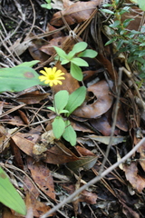 Melampodium montanum
