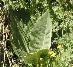 Verbascum pulverulentum