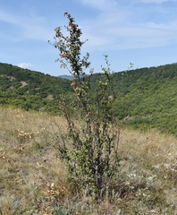 Cotoneaster tauricus
