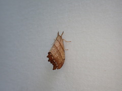 Drepana bilineata