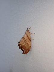 Drepana bilineata