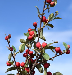 Cotoneaster tauricus