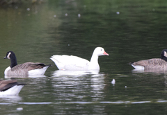 Anser anser × Branta canadensis