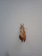 Drepana bilineata