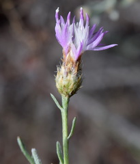 Centaurea caprina