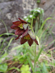 Fritillaria camschatcensis